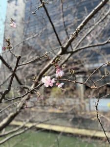 2025年お花見(横浜)